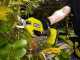 RYOBI RY18SCA-0 18V Battery-powered Pruning Shears - With 18 V / 4Ah battery